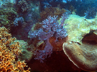 Soft coral, Vietnam, Nha Trang