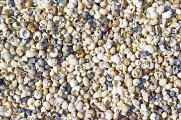 seashells on the shore