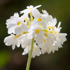 Fototapeta na wymiar Małe ładne białe kwiaty kwitnące w ogrodzie
