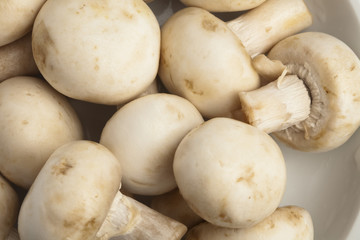 mushroom pile