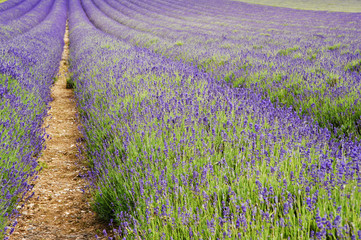 Fototapeta na wymiar Beautiful low angle wide shot of colorful lavender field in Summ