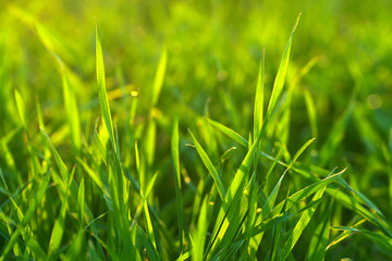 Bright vibrant green grass close-up