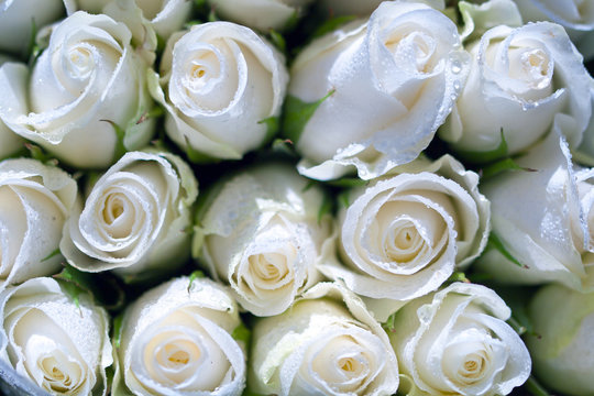 Roses blanches