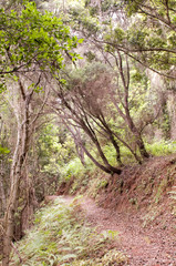 camino