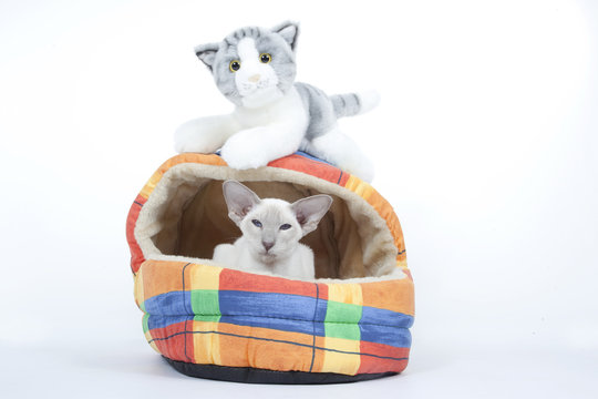 vrai chat et chat en pleuche