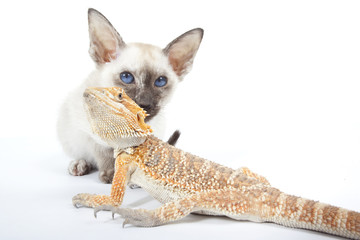 le chat siamois et le dragon barbu