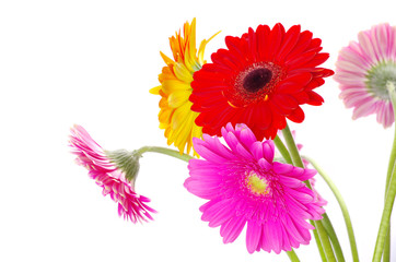 gerberas