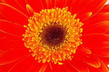 gerbera flower