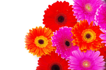 gerbera flower