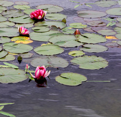 Pink water lily © Lasa