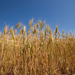 Champ de blé