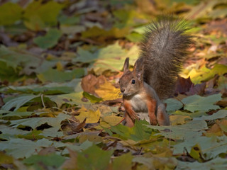 Red squirrel sitting on the foliage of maple