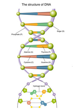 DNA