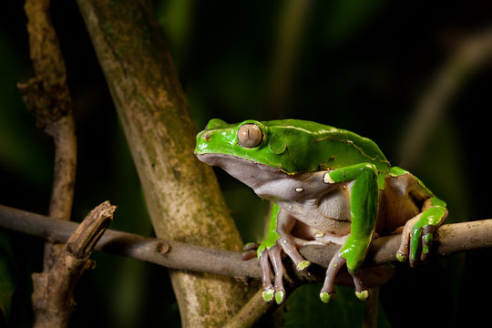 frog on branch in tropical jungle