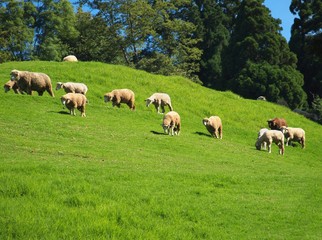 Obraz premium A flock of sheep grazes on lush grass