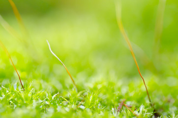 fresh moss in green nature