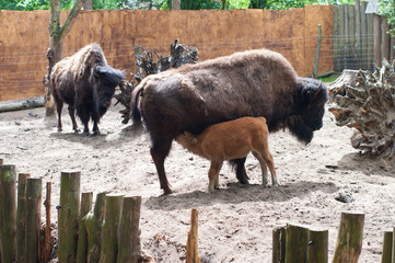 bison calf drinking milk