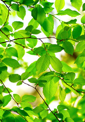 Fototapeta na wymiar Leaves