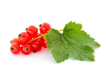 Red currant
