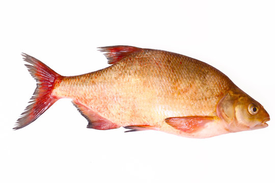 Carp,Fisch