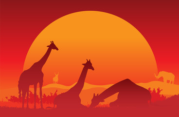 Fototapeta na wymiar Giraffe Sunset