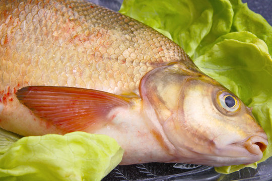 Karp,Fisch