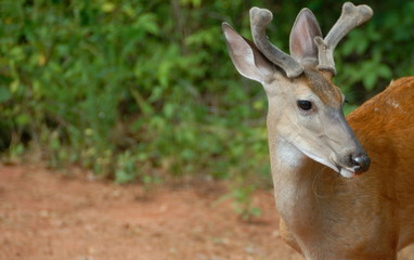 Young buck deer in the wild
