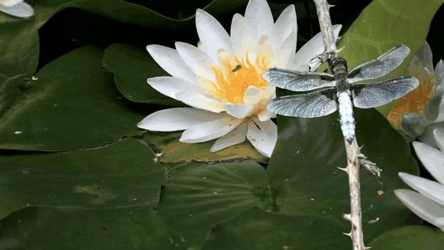 Seerose mit Libelle