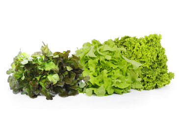Lettuce on a white background
