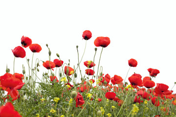 poppy flowers