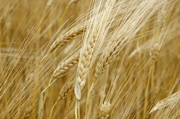 Wheat_04