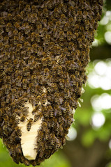 Honey Bees - 33569041