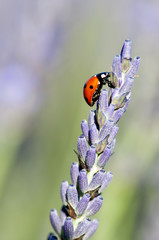 Coccinelle sur lavande