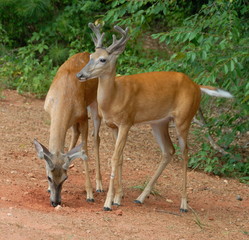two young buck deer in the wild georgia usa
