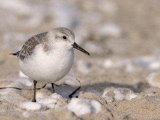 Strandläufer / Sanderling