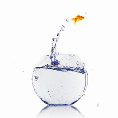 gold fish in a fishbowl