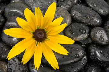 wet zen stones and bright yellow flower.