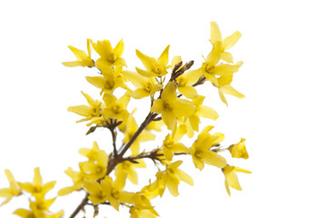 Forsythia