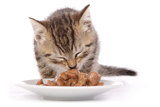 chaton de 7 semaines mangeant fond blanc