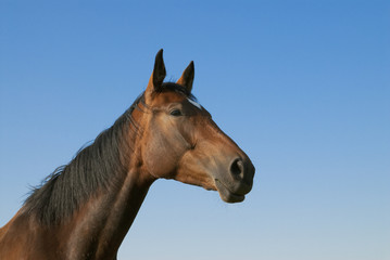 Obraz na płótnie Canvas Portret brązowego konia przeciw błękitne niebo