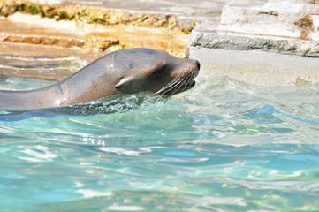 Obraz premium Seelöwe im Wasser