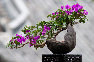 Flower of a bougainvillea