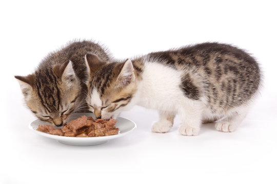 deux chatons de 7 semaines mangeant