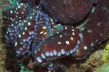 Octopus tentacles