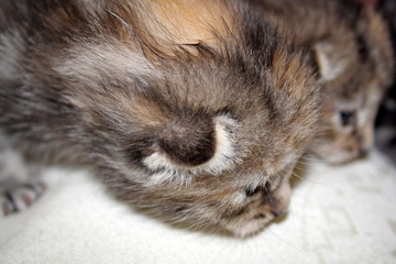two sweet kittens