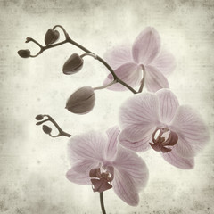 textured old paper background with phalaenopsis;