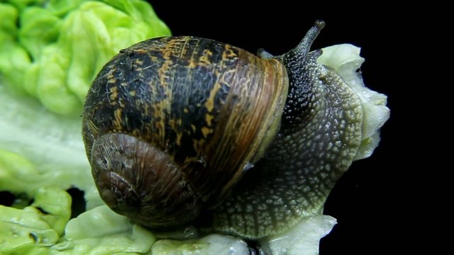 Gastropod snail walking on a green leaf lettuce