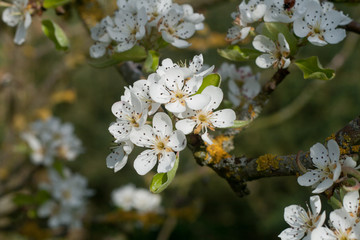 fleur fruitier
