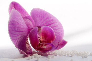 Obraz na płótnie Canvas orchidee und globuli