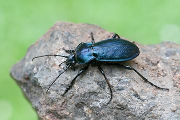 Carabus monilis